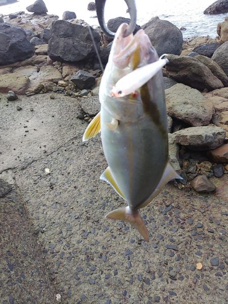 ダツ～！　に始まりヤズ・ネリゴ。